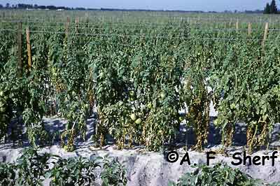 Bacterial spot on tomato