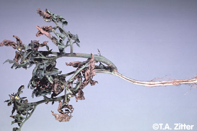 southern bacterial wilt