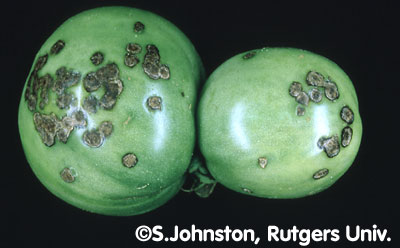 bacterial spot