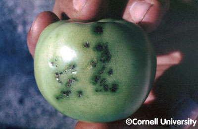 bacterial spot