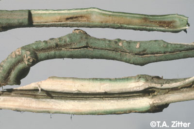Bacterial Canker of tomato