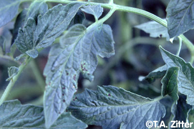 Bacterial Speck of tomato