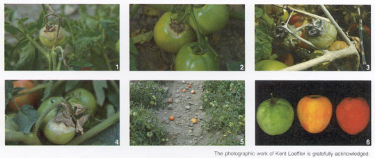 tomato botrytis