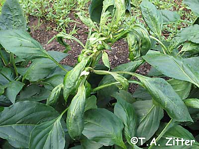 broad mite damage on pepper
