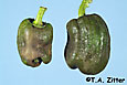 broad mite damage on pepper fruit