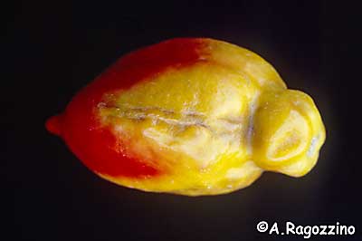 cucumber mosaic virus on tomato