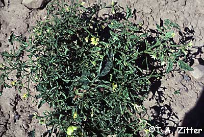 cucumber mosaic virus on tomato