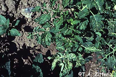 cucumber mosaic virus
