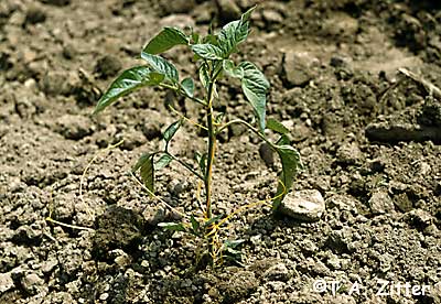 dodder on tomato plant