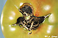 early blight