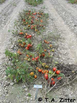 early blight on tomato