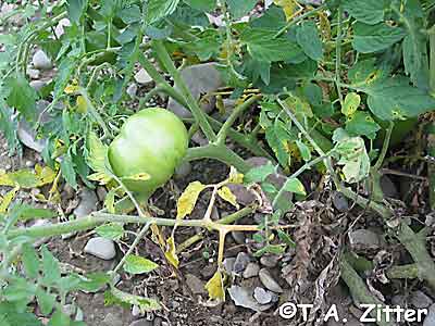 early blight
