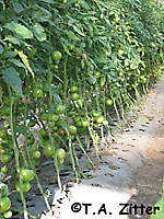 greenhouse tomatoes