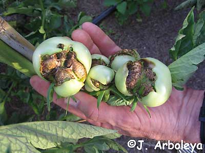 glyphosate damage to tomato
