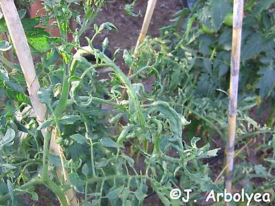 glyphosate damage