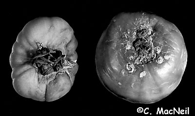 gray mold on tomato