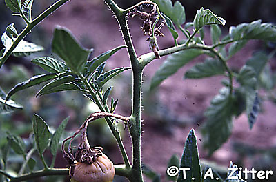 gray mold on tomato