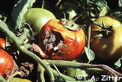 gray mold on tomato