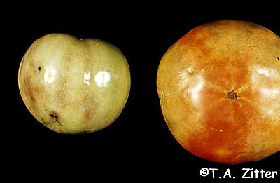 graywall on tomato