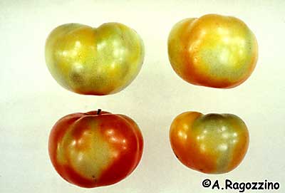graywall on tomato