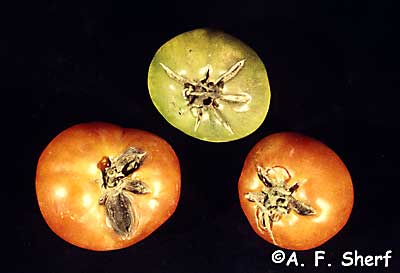 radial rings