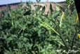 hornworm damage