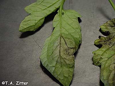 Late Blight on Tomato