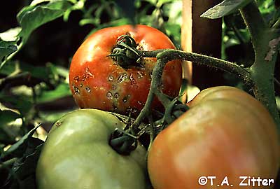 lygus bug damage