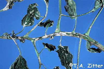 powdery miildew