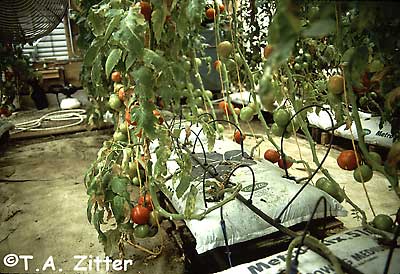 powdery mildew on tomato