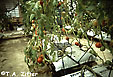 powdery mildew