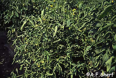 Physiological leafroll on tomato