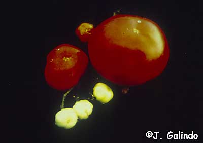 tomato planta macho