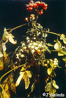tomato planta macho