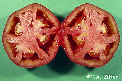 potato leafroll virus on tomato