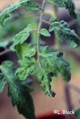 potato virus Y