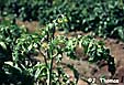 Potato virus Y 