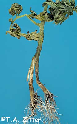 rhizoctonia