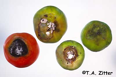 sour rot on tomato