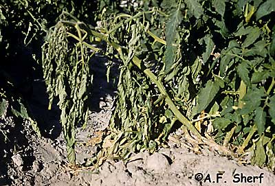 southern blight on tomato
