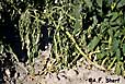 Southern blight