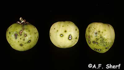 spray mixture damage on tomato