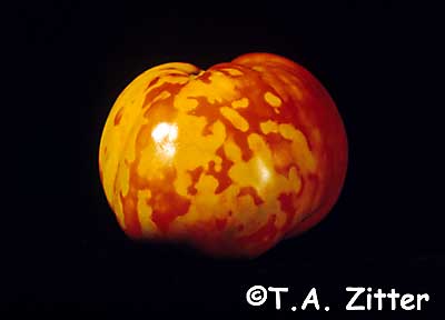 tomato spotted wilt virus
