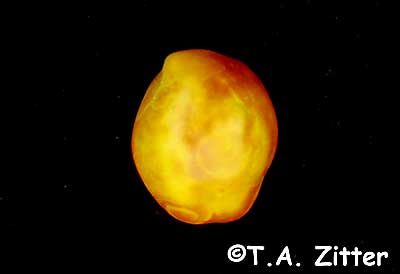 tomato spotted wilt virus