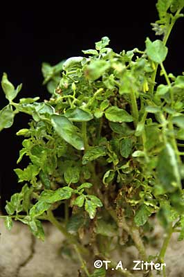 tomato spotted wilt virus