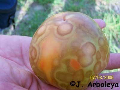 tomato spotted wilt virus