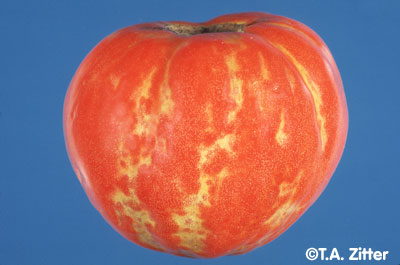 tomato spotted wilt virus