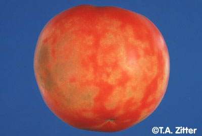 tomato spotted wilt virus