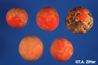 tomato spotted wilt virus