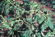 Tomato spotted wilt 